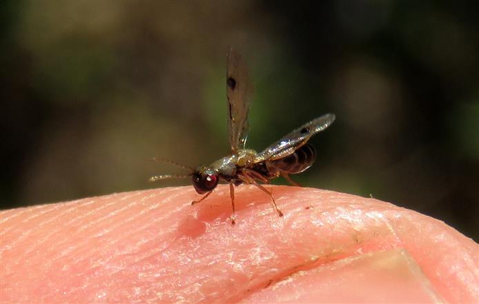 Eurytomidae: cfr.  Sycophila sp.